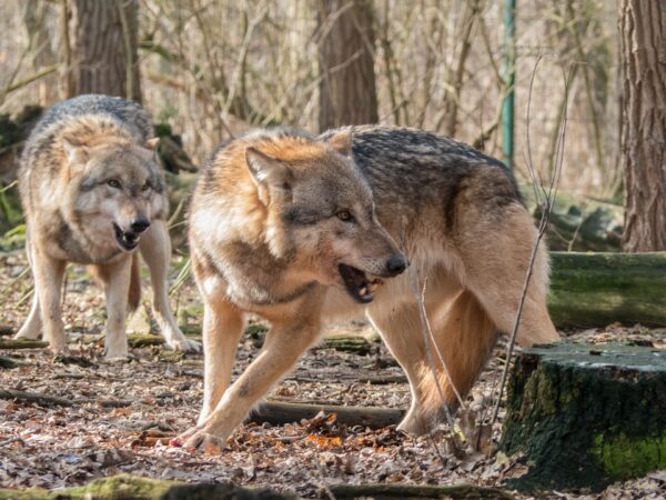 Imagen de lobos