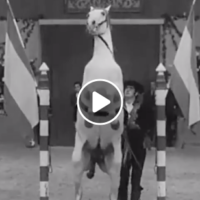 Cómo bailan los caballos andaluces
