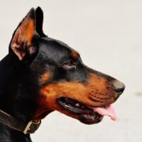 Imagen de un perro mascota, doberman