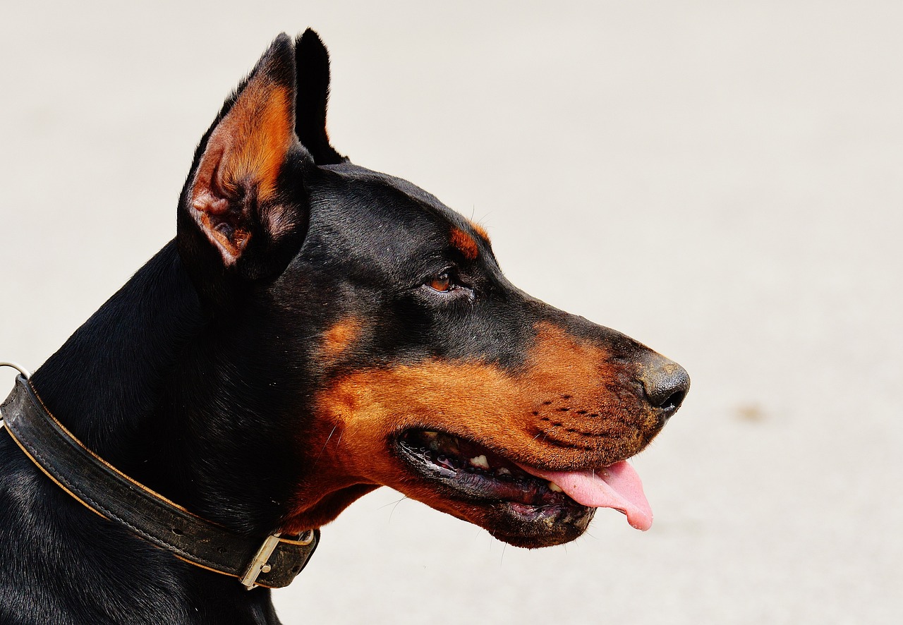 Imagen de un perro mascota, doberman