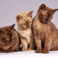 Plan Global de Salud Pública de colonias felinas