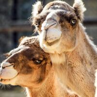 Tres camellos desorientados se aventuran por las calles de Jerez de la Frontera