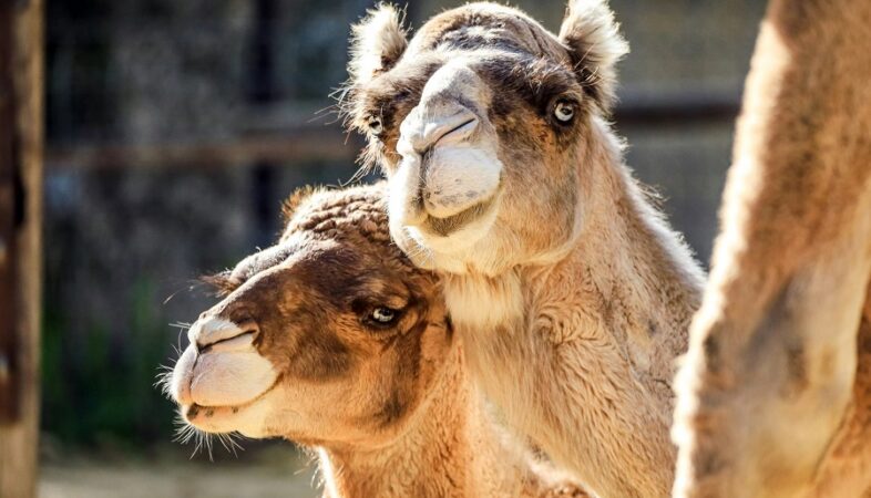 Tres camellos desorientados se aventuran por las calles de Jerez de la Frontera