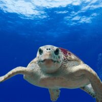 Las tortugas bobas anidan en playas españolas por primera vez debido al cambio climático