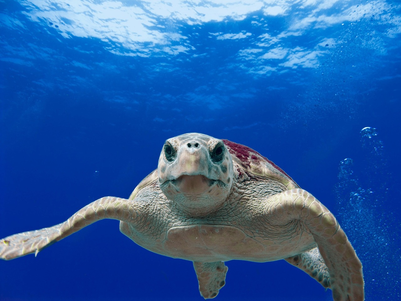 Las tortugas bobas anidan en playas españolas por primera vez debido al cambio climático