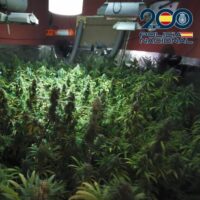plantación de marihuana Algeciras