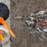Aves migratorias amenaza plástico