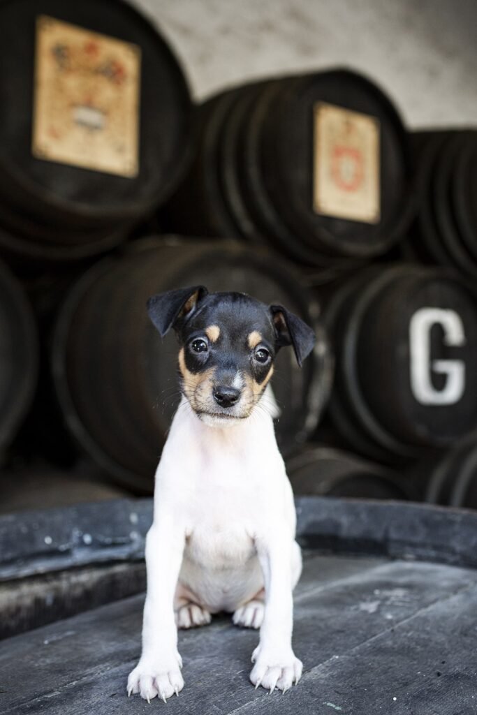 Un cachorro de raza ratonero bodeguero andaluz sentado sobre una bota de vino de madera en el interior de una bodega.