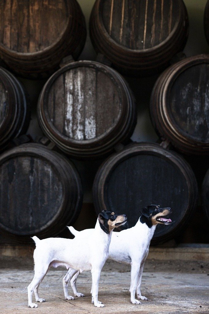 Dos perros adultos de raza ratonero bodeguero andaluz mostrando su fisonomía de perfil frente a hileras de barricas de vino.