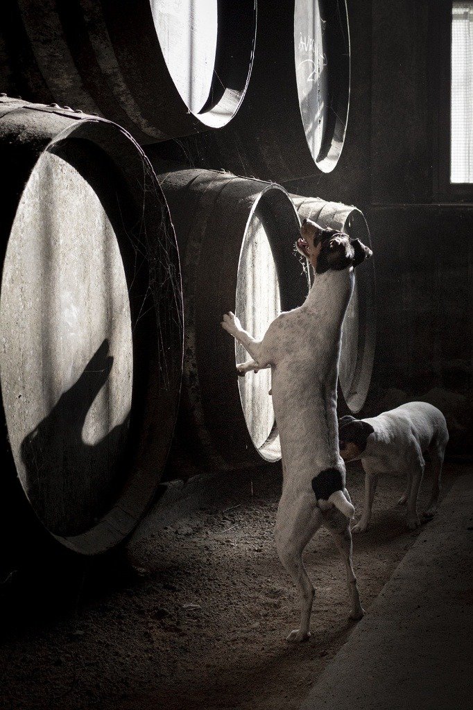 Un perro ratonero bodeguero andaluz erguido sobre sus patas traseras apoyándose en una barrica de vino en actitud de alerta.