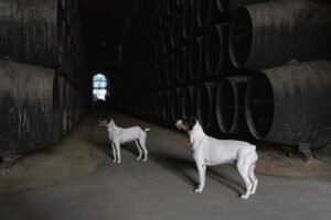 Así se gestó el día en que el ratonero bodeguero andaluz fue nombrado patrimonio de Jerez