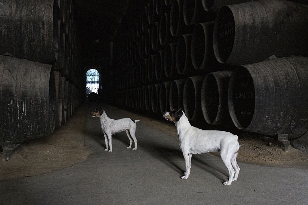 Dos perros de la raza ratonero bodeguero andaluz situados en el pasillo central de una bodega histórica rodeados por grandes barricas de roble.