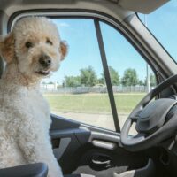 Imagen de un perro en el asiento del conductor