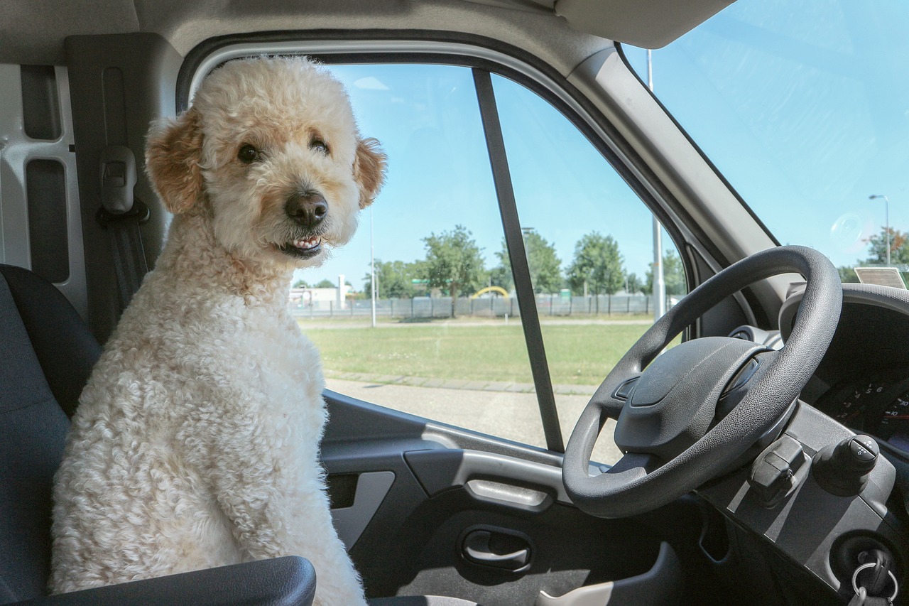 Imagen de un perro en el asiento del conductor