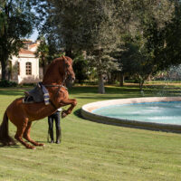 Un jinete ejercita su caballo en la Real Escuela Andaluza de Arte Ecuestre.