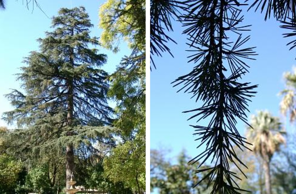 Imagen del cedro del Himalaya del Zoobotánico de Jerez