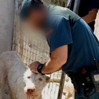 La Guardia Civil investiga mutilaciones ilegales de perros en Andalucía