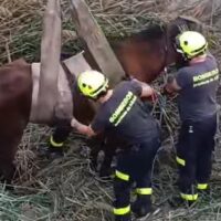 Imagen de Bomberos de Jerez rescatando el caballo en apuros