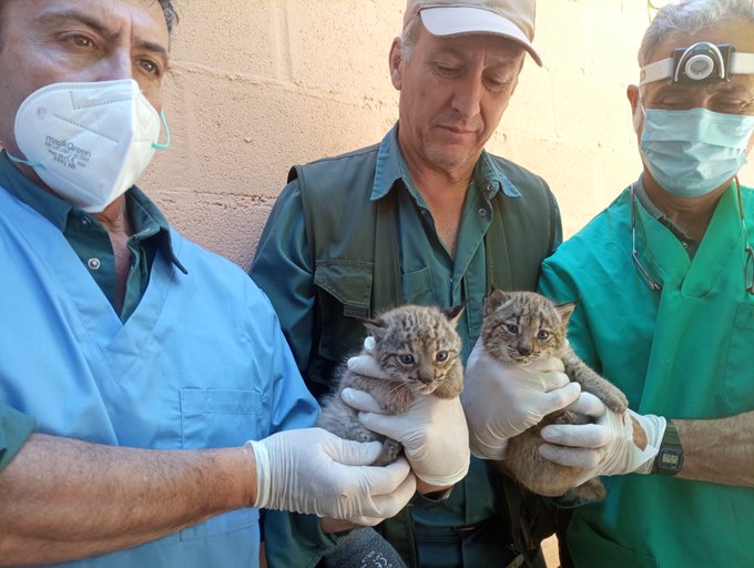 Dos crías de linces ibéricos nacen en el Zoobotánico de Jerez de la Frontera