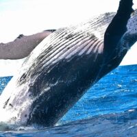 Imagen de una ballena