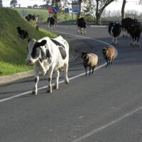 Imagen de vacas paseando por la carretera