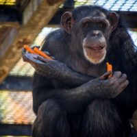 Lulú, la chimpancé