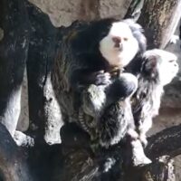 El Zoobotánico de Jerez de la Frontera celebra el nacimiento de dos crías de tití de Geoffroy