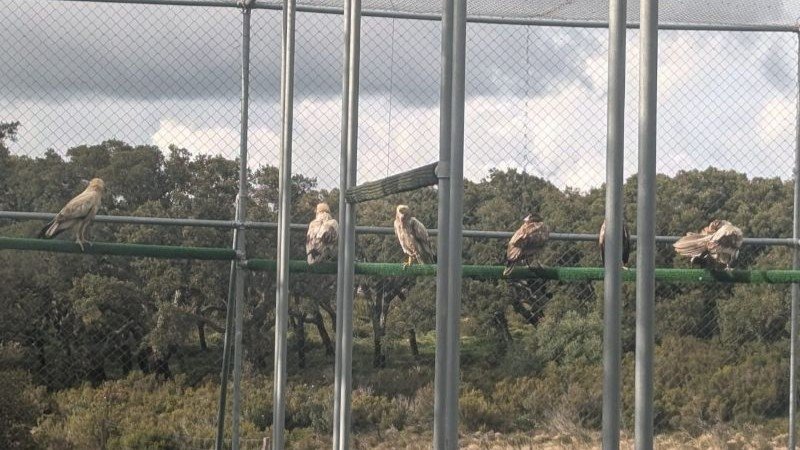 Zoo Jerez y Los Alcornocales unidos por el alimoche