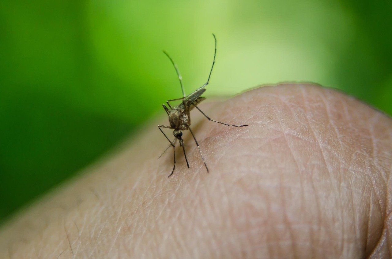 Proclama la alerta frente a la Fiebre del Nilo Occidental en Jerez. Descubre la clave para frenarla desde tu hogar.
