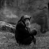 chimpancé que se creía niño