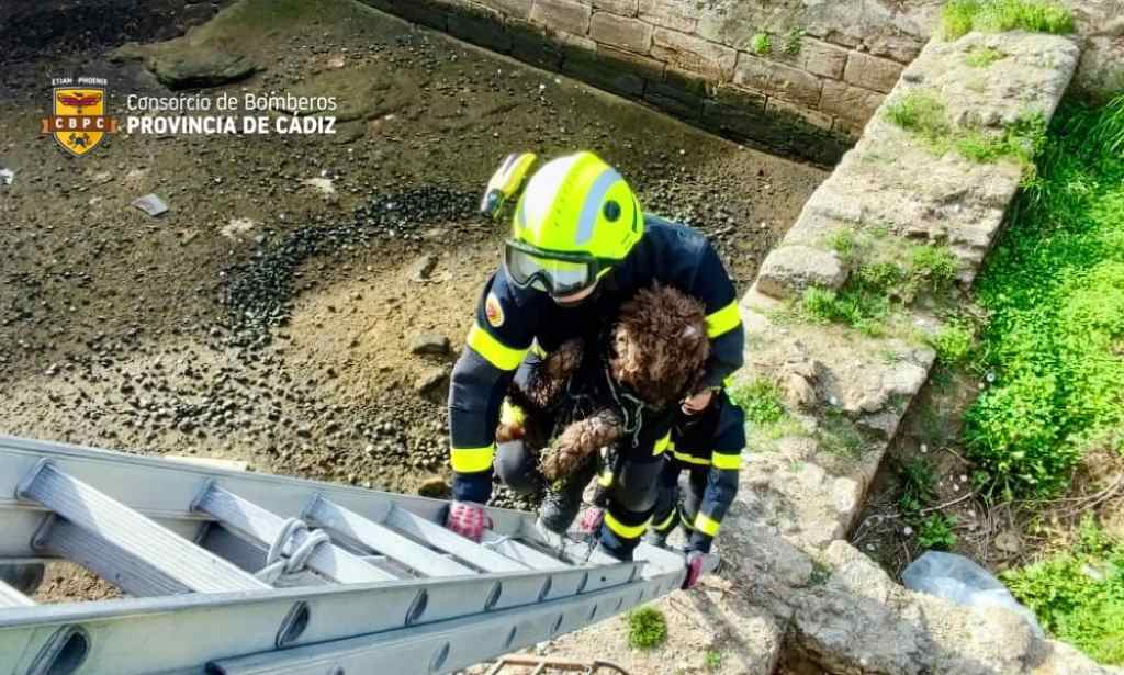 Segundo rescate canino de la semana: Un perro caído en el Castillo de Santa Catalina