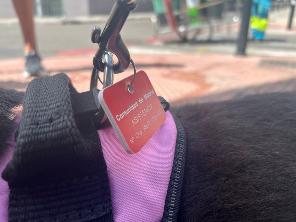Acreditación oficial de asistencia de la Comunidad de Madrid en el arnés de un perro guía jubilado.