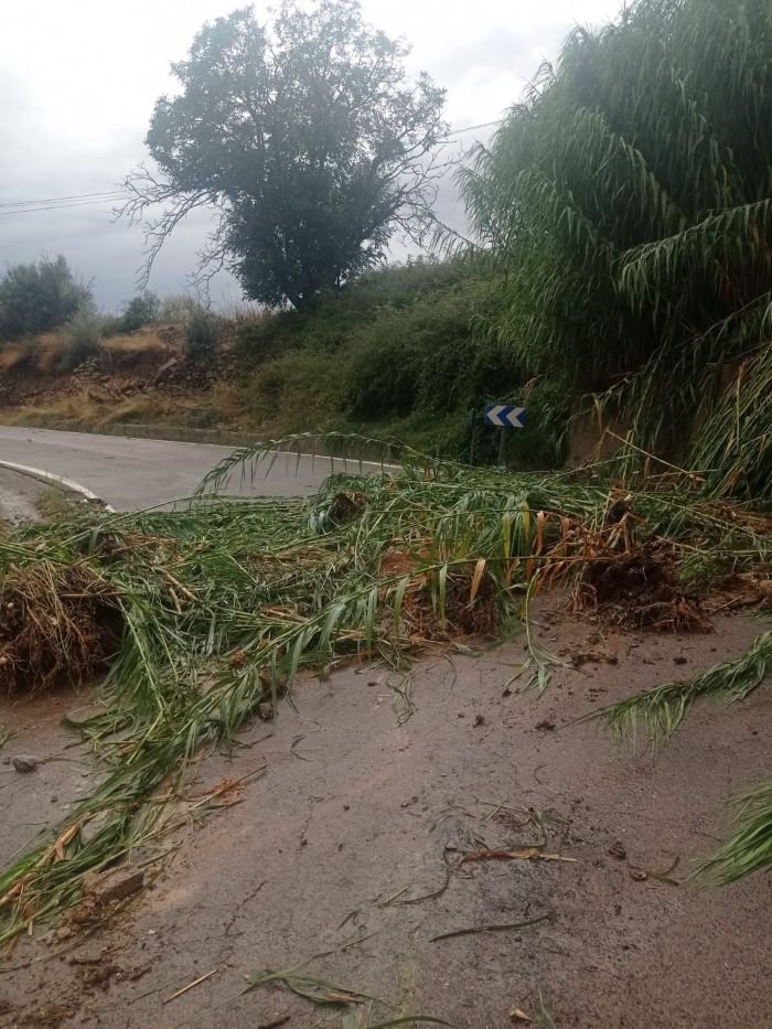 Cañas y vegetación arrancadas por el temporal bloqueando una carretera secundaria en Bejís tras las intensas lluvias.