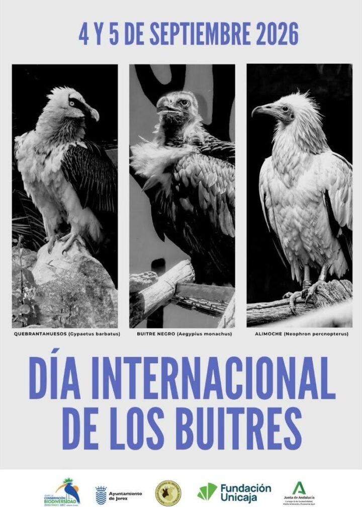 Un póster vertical promocional para el Día Internacional de los Buitres el 4 y 5 de septiembre de 2026. La parte superior muestra tres fotografías individuales y verticales de diferentes especies de buitres en blanco y negro: un Quebrantahuesos, un Buitre Negro y un Alimoche. Debajo de cada foto están sus nombres comunes y científicos en texto pequeño. En la mitad inferior del póster, grandes letras de color azul negrita anuncian "DÍA INTERNACIONAL DE LOS BUITRES". En la parte inferior, una fila de logos de patrocinadores y colaboradores incluye el Centro de Conservación y Biodiversidad Zoobotánico Jerez, Ayuntamiento de Jerez, SGHN, Fundación Unicaja y la Junta de Andalucía. El fondo es de color gris claro.