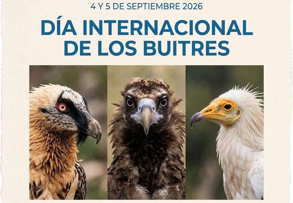 Un cartel informativo sobre fondo de papel texturizado que anuncia el "DÍA INTERNACIONAL DE LOS BUITRES" los días 4 y 5 de septiembre de 2026. En la parte inferior, hay tres fotografías en primer plano de diferentes especies de buitres: un quebrantahuesos a la izquierda, un buitre negro en el centro y un alimoche a la derecha, cada uno mirando hacia el espectador.