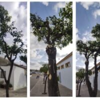 Ecologistas podas Estella del Marqués