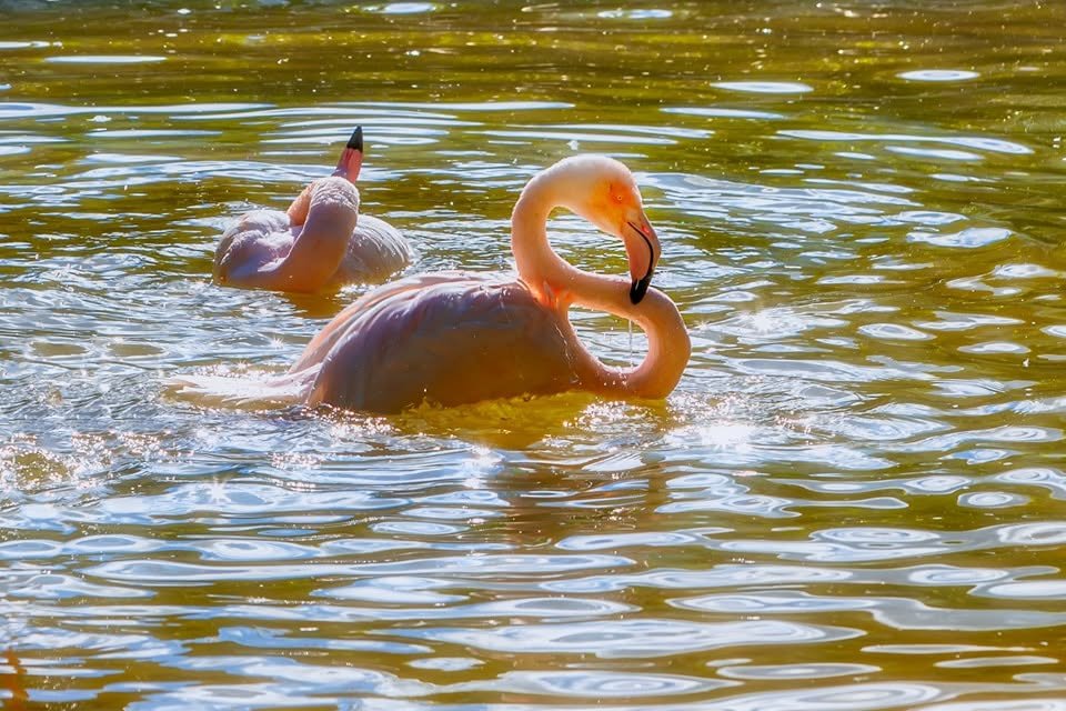 Flamencos nadando en el estanque del Zoobotánico de Jerez.
