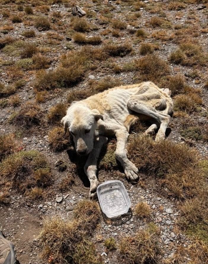 Perro de pelaje claro extremadamente desnutrido tumbado sobre la vegetación seca en Sierra Nevada junto a un recipiente con agua.