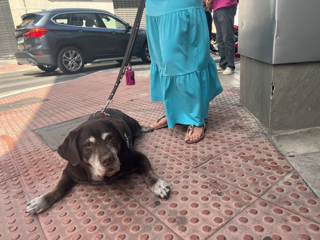 Perro guía jubilado de raza labrador descansando junto a su usuaria en la acera de una calle.
