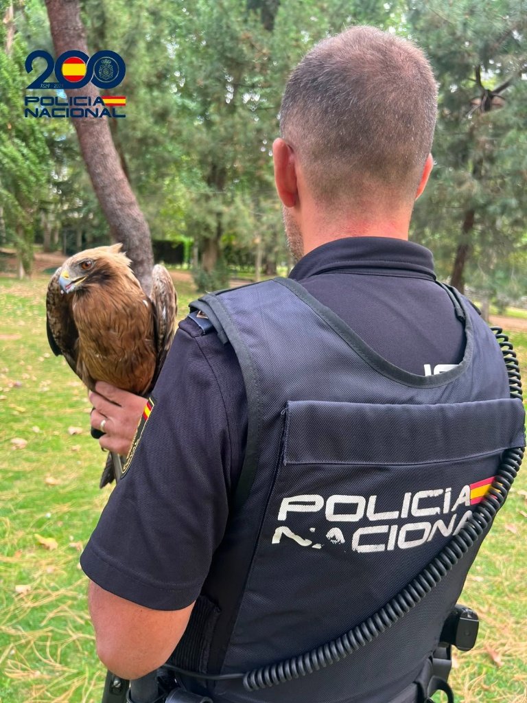 Agente de la Policía Nacional de espaldas sosteniendo con cuidado un ejemplar de águila calzada rescatada en un parque.