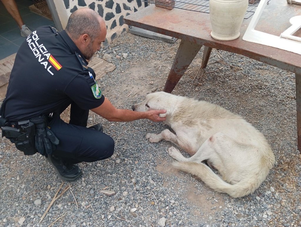 Agente de la Policía Nacional agachado acariciando el cuello de un perro blanco recostado en el suelo tras su rescate.