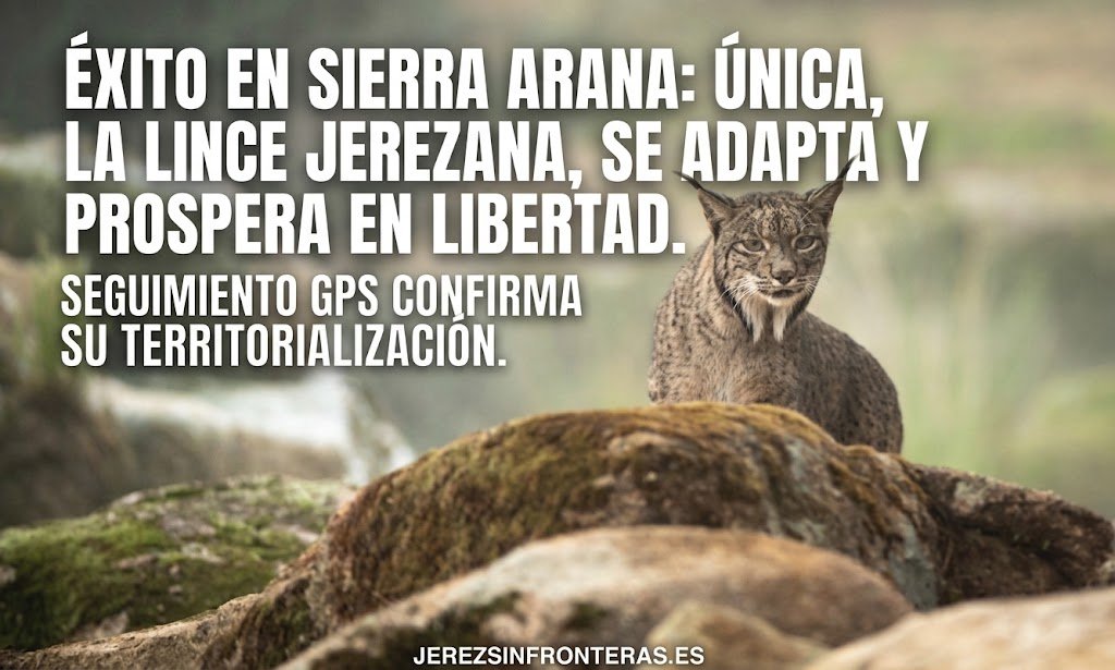 Conoce el seguimiento del lince ibérico en Sierra Arana, los avances del lince jerezano y el proyecto de conservación en Granada.