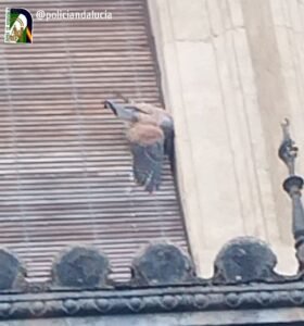 Un cernícalo encuentra refugio tras ser rescatado por la Policía