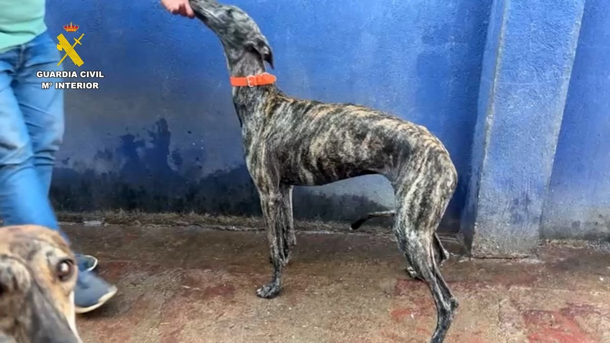 Galgo recuperado por la Guardia Civil tras el robo de perros de competición en Sevilla
