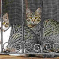 Jerez esteriliza los gatos callejeros
