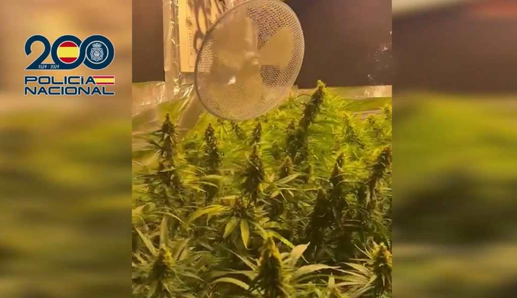 Cultivo marihuana Jerez