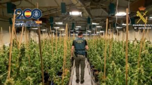 La presión policial asfixia el cultivo ilegal de marihuana en Jerez y su campiña