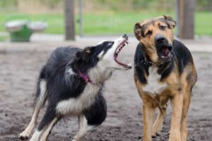 las peleas de perros