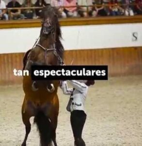 Los caballos que susurran a los hombres