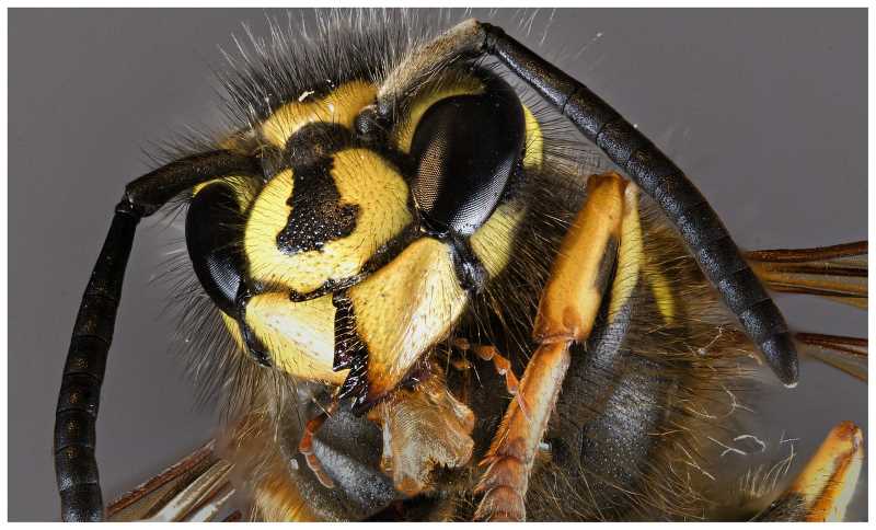 La avispa asesina